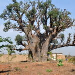 Muzyczne Podróże Przez Świat. Mauretania / dr hab. Małgorzata Anna Jóźwiak / prof. dr hab. Marek Jóźwiak