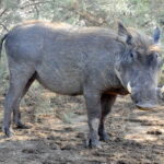 Muzyczne Podróże Przez Świat. Mauretania / dr hab. Małgorzata Anna Jóźwiak / prof. dr hab. Marek Jóźwiak