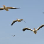 Muzyczne Podróże Przez Świat. Mauretania / dr hab. Małgorzata Anna Jóźwiak / prof. dr hab. Marek Jóźwiak