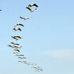 Muzyczne Podróże Przez Świat. Mauretania / dr hab. Małgorzata Anna Jóźwiak / prof. dr hab. Marek Jóźwiak