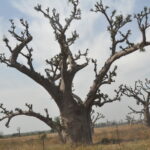 Muzyczne Podróże Przez Świat. Mauretania / dr hab. Małgorzata Anna Jóźwiak / prof. dr hab. Marek Jóźwiak