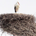 Kajtek - bocian, który od dekady przylatuje do miejscowości Przełom w gminie Mniów / Krzysztof Bujnowicz / Radio Kielce