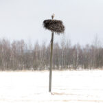 Kajtek - bocian, który od dekady przylatuje do miejscowości Przełom w gminie Mniów / Krzysztof Bujnowicz / Radio Kielce