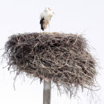 Kajtek - bocian, który od dekady przylatuje do miejscowości Przełom w gminie Mniów / Krzysztof Bujnowicz / Radio Kielce