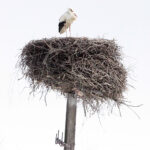 Kajtek - bocian, który od dekady przylatuje do miejscowości Przełom w gminie Mniów / Krzysztof Bujnowicz / Radio Kielce