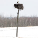 Kajtek - bocian, który od dekady przylatuje do miejscowości Przełom w gminie Mniów / Krzysztof Bujnowicz / Radio Kielce