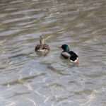 Spacer po Mannheim / Krzysztof Bujnowicz / Radio Kielce