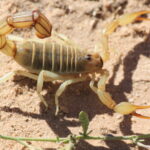 Muzyczne Podróże Przez Świat. Mauretania / dr hab. Małgorzata Anna Jóźwiak / prof. dr hab. Marek Jóźwiak