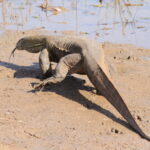 Muzyczne Podróże Przez Świat. Senegal / dr hab. Małgorzata Anna Jóźwiak / prof. dr hab. Marek Jóźwiak