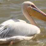 Muzyczne Podróże Przez Świat. Senegal / dr hab. Małgorzata Anna Jóźwiak / prof. dr hab. Marek Jóźwiak