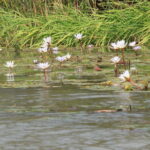 Muzyczne Podróże Przez Świat. Senegal / dr hab. Małgorzata Anna Jóźwiak / prof. dr hab. Marek Jóźwiak