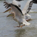Muzyczne Podróże Przez Świat. Senegal / dr hab. Małgorzata Anna Jóźwiak / prof. dr hab. Marek Jóźwiak