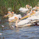 Muzyczne Podróże Przez Świat. Senegal / dr hab. Małgorzata Anna Jóźwiak / prof. dr hab. Marek Jóźwiak