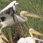 Muzyczne Podróże Przez Świat. Senegal / dr hab. Małgorzata Anna Jóźwiak / prof. dr hab. Marek Jóźwiak