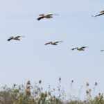 Muzyczne Podróże Przez Świat. Senegal / dr hab. Małgorzata Anna Jóźwiak / prof. dr hab. Marek Jóźwiak