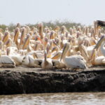 Muzyczne Podróże Przez Świat. Senegal / dr hab. Małgorzata Anna Jóźwiak / prof. dr hab. Marek Jóźwiak