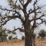 Muzyczne Podróże Przez Świat. Senegal / dr hab. Małgorzata Anna Jóźwiak / prof. dr hab. Marek Jóźwiak