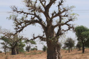 Muzyczne Podróże Przez Świat. Senegal / dr hab. Małgorzata Anna Jóźwiak / prof. dr hab. Marek Jóźwiak