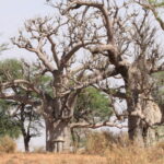 Muzyczne Podróże Przez Świat. Senegal / dr hab. Małgorzata Anna Jóźwiak / prof. dr hab. Marek Jóźwiak