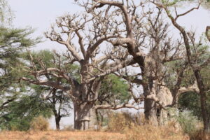 Muzyczne Podróże Przez Świat. Senegal / dr hab. Małgorzata Anna Jóźwiak / prof. dr hab. Marek Jóźwiak