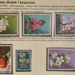 Filateliści w Wojewódzkim Domu Kultury. Wystawa filatelistyczna : "Kwiaty są radością, poczuj ją" / Marzena Mąkosa / Radio Kielce