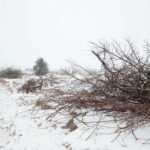 Budowa obwodnicy Sukowa i Daleszyc. Wycinka drzew na terenie, przez który będzie przebiegała droga / Marzena Mąkosa / Radio Kielce