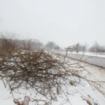 Budowa obwodnicy Sukowa i Daleszyc. Wycinka drzew na terenie, przez który będzie przebiegała droga / Marzena Mąkosa / Radio Kielce