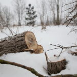 Budowa obwodnicy Sukowa i Daleszyc. Wycinka drzew na terenie, przez który będzie przebiegała droga / Marzena Mąkosa / Radio Kielce