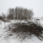 Budowa obwodnicy Sukowa i Daleszyc. Wycinka drzew na terenie, przez który będzie przebiegała droga / Marzena Mąkosa / Radio Kielce