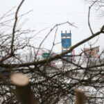 Budowa obwodnicy Sukowa i Daleszyc. Wycinka drzew na terenie, przez który będzie przebiegała droga / Marzena Mąkosa / Radio Kielce