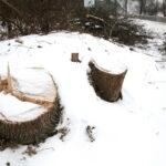 Budowa obwodnicy Sukowa i Daleszyc. Wycinka drzew na terenie, przez który będzie przebiegała droga / Marzena Mąkosa / Radio Kielce