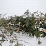 Budowa obwodnicy Sukowa i Daleszyc. Wycinka drzew na terenie, przez który będzie przebiegała droga / Marzena Mąkosa / Radio Kielce