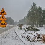 Budowa obwodnicy Sukowa i Daleszyc. Wycinka drzew na terenie, przez który będzie przebiegała droga / Marzena Mąkosa / Radio Kielce