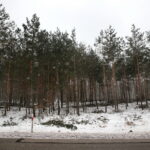 Budowa obwodnicy Sukowa i Daleszyc. Wycinka drzew na terenie, przez który będzie przebiegała droga / Marzena Mąkosa / Radio Kielce