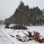 Budowa obwodnicy Sukowa i Daleszyc. Wycinka drzew na terenie, przez który będzie przebiegała droga / Marzena Mąkosa / Radio Kielce