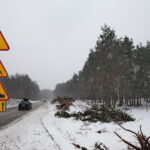 Budowa obwodnicy Sukowa i Daleszyc. Wycinka drzew na terenie, przez który będzie przebiegała droga / Marzena Mąkosa / Radio Kielce