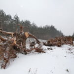 Budowa obwodnicy Sukowa i Daleszyc. Wycinka drzew na terenie, przez który będzie przebiegała droga / Marzena Mąkosa / Radio Kielce