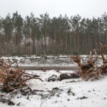 Budowa obwodnicy Sukowa i Daleszyc. Wycinka drzew na terenie, przez który będzie przebiegała droga / Marzena Mąkosa / Radio Kielce