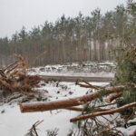 Budowa obwodnicy Sukowa i Daleszyc. Wycinka drzew na terenie, przez który będzie przebiegała droga / Marzena Mąkosa / Radio Kielce