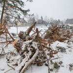 Budowa obwodnicy Sukowa i Daleszyc. Wycinka drzew na terenie, przez który będzie przebiegała droga / Marzena Mąkosa / Radio Kielce