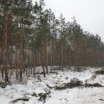 Budowa obwodnicy Sukowa i Daleszyc. Wycinka drzew na terenie, przez który będzie przebiegała droga / Marzena Mąkosa / Radio Kielce