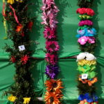 Konkurs na najdłuższą i najładniejszą palmę / Marzena Mąkosa / Radio Kielce