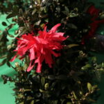 Konkurs na najdłuższą i najładniejszą palmę / Marzena Mąkosa / Radio Kielce