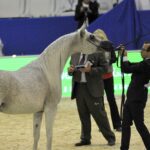 Konie z Michałowa na Międzynarodowym Czempionacie Koni Arabskich w Dubaju / Stadnina Koni Michałów