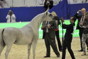 Konie z Michałowa na Międzynarodowym Czempionacie Koni Arabskich w Dubaju / Stadnina Koni Michałów