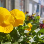 Sadzenie bratków w gazonach na ulicy Sienkiewicza / Marzena Mąkosa / Radio Kielce