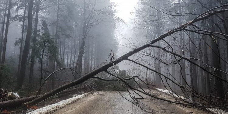 Złamane drzewo tarasuje drogę na Święty Krzyż / Joanna Winiarska / facebook