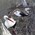 Screen obrazu z kamery internetowej zainstalowanej w gnieździe / Screen z kamery w bocianim gnieździe