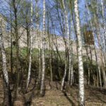 Zamek Królewski w Chęcinach / Robert Felczak / Radio Kielce