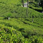 Sri Lanka / Marcin Włodarczyk